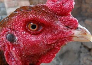 国产老鸡露脸视频